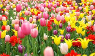 沈阳世博园门票